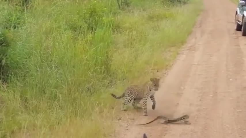 Leopard vs Lizard fight scene