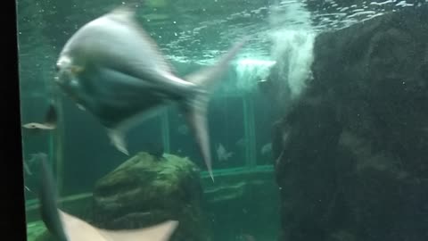 Visit to the Municipal Aquarium of Santos Brazil.