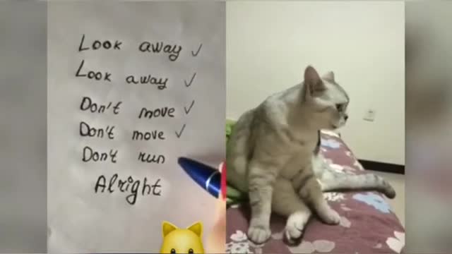 Super funny cats