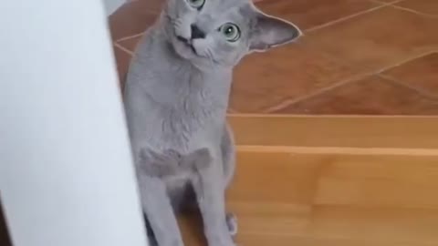 CÃES E GATOS ENGRAÇADOS