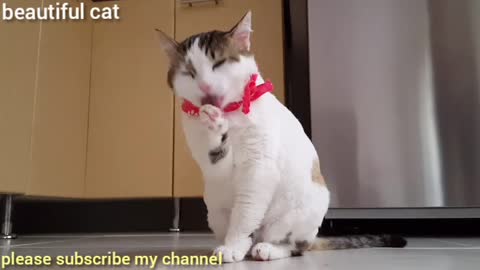 beautiful cat with a muffler around its neck