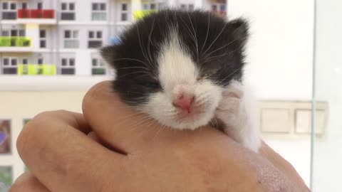 Newborn kitten in hand