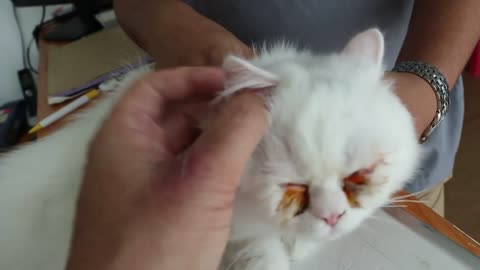 Causes of eye tearing in this Persian cat Pt 2