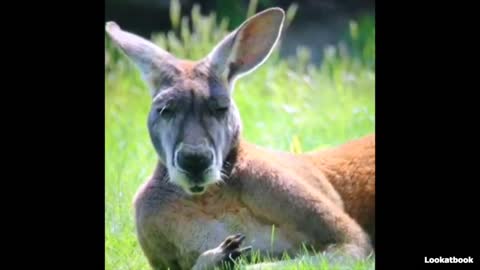 Kangaroo chew grass sing voiceover