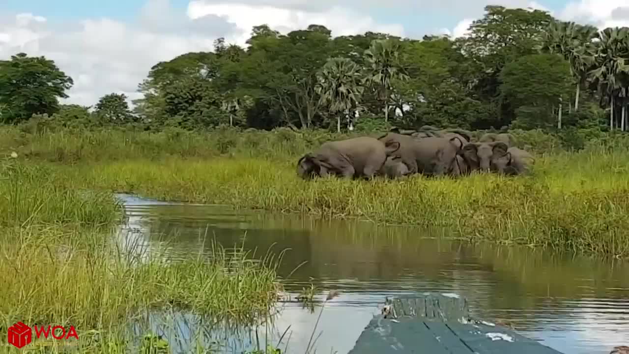 Elephant saving baby elephant