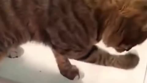 Cute cat saving his food 😂😂