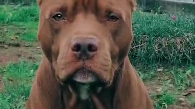 American Bully __ Ready to climbing the Tree __ #dog #rumblevideo