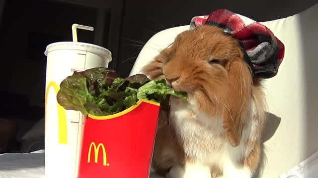 Pimousse enjoys his Happy meal