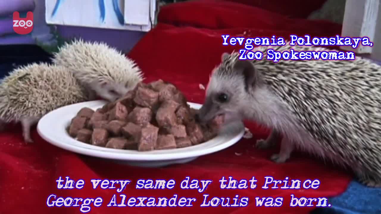 Albino Hedehogs Get Royal Connection!