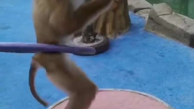 Monkey dance