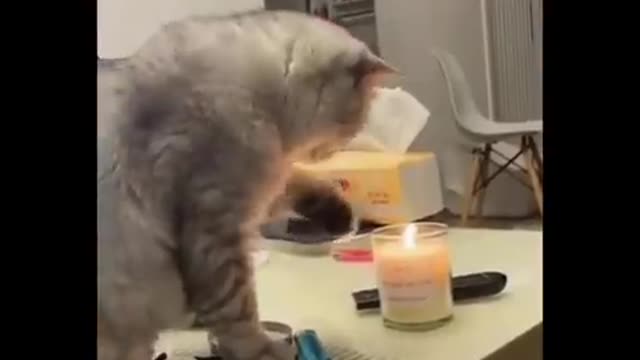 funny cat