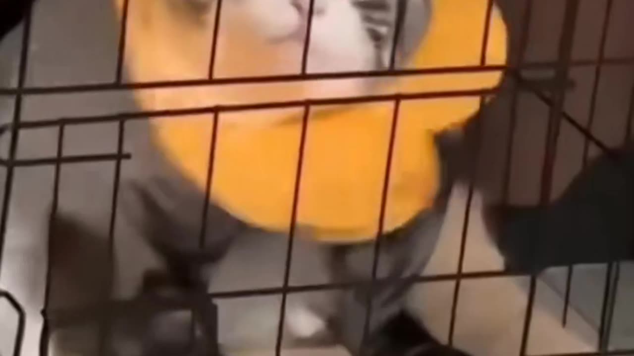 Cat funny video