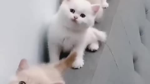 Cat Dance Steps