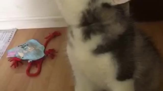 Husky puppy howling singing his favorite song