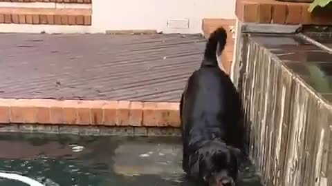 Black rottweiler gets in pool after brown dog