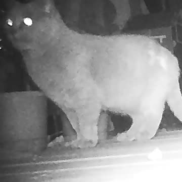 EA S93 - The Cat is Always Watching