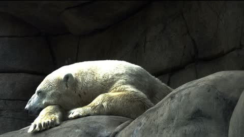 Polar bear lying on rocks