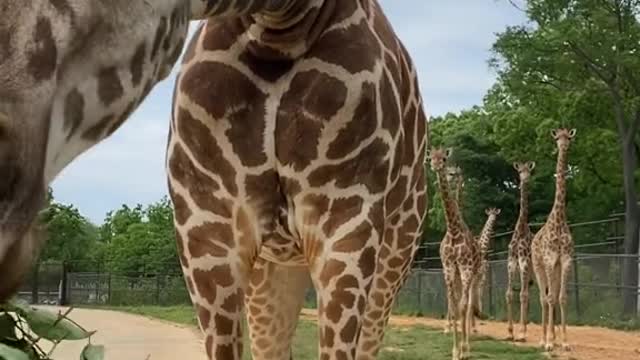 Feeding the giraffe