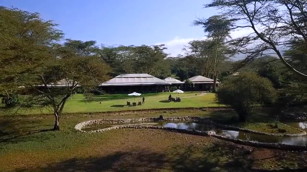 A Drone Shot of Flamingos