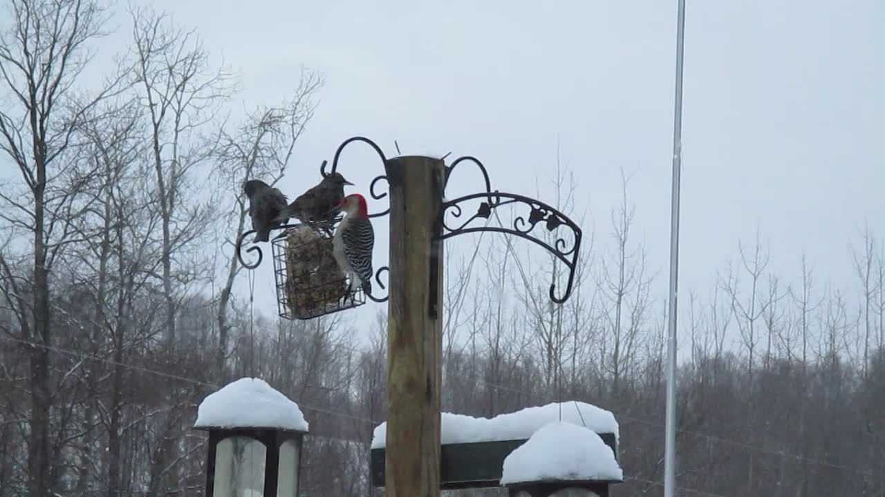 Grackles, Woodpecker