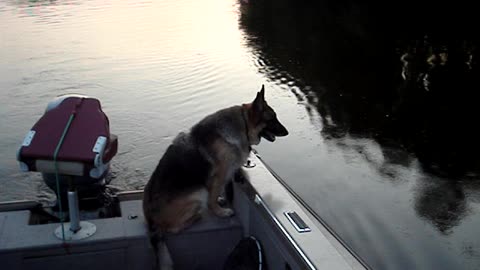 German Shepherd Suzie looking for fish