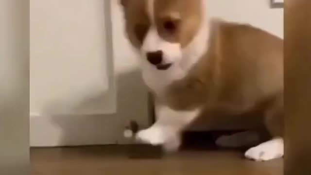 Dog funny videos