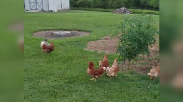 Chickens Chase Dog Around Yard