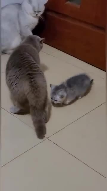 A small cat complains to his mother and the heat ignites 😅😅😅😂