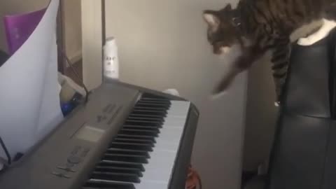 Collab copyright protection - cat pulls piano down as it falls