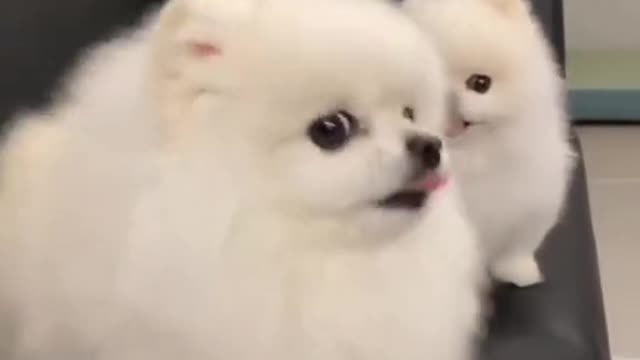 dog videos _ Cute Pomeranian puppies video _ #shorts