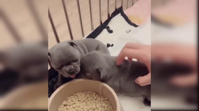 cute dong-Get your hands off me or bite you