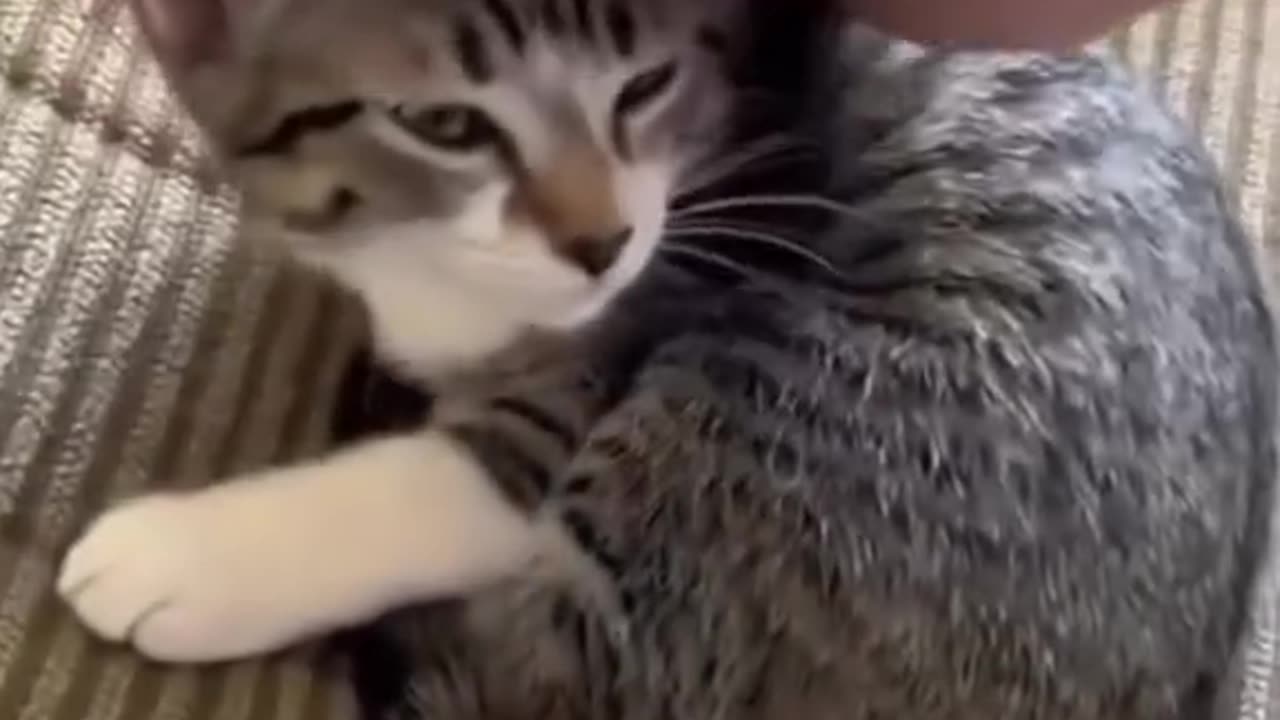 Funny cats compilation 🤣