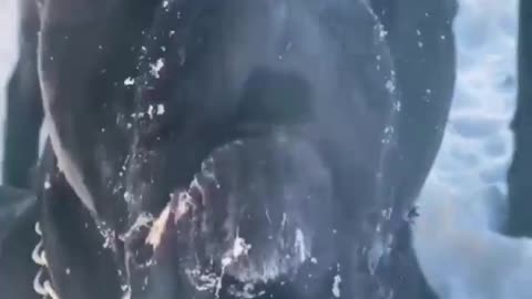 #Dangerious_Dog