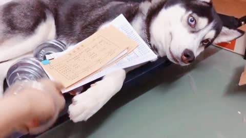 The Huskies demolished their homes and triggered a dog-walking revolution