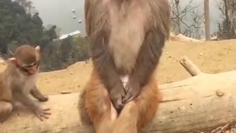 New Funny animal status