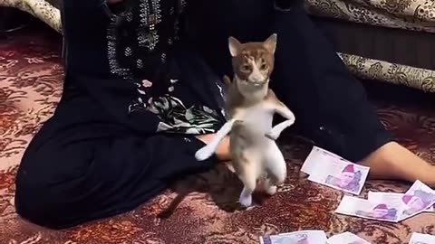 Dancing kitty