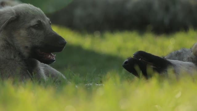 What you do not know about dog sticking is the strangest phenomenon in the animal world