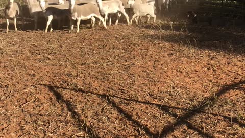 Mini Dachshund Rounds up Mob of Sheep