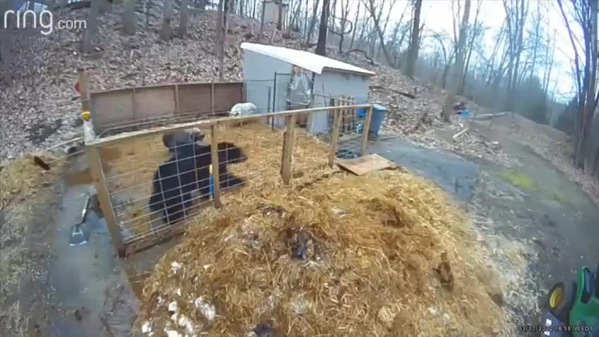 Pigs vs. The Bear 👀