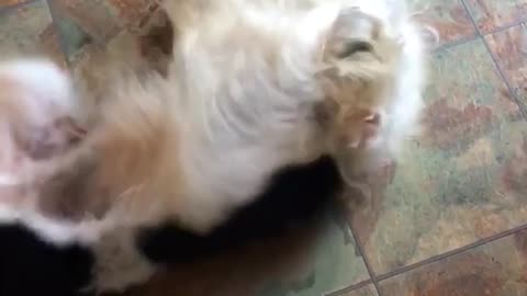 Black white dog on back rolls over in kitchen