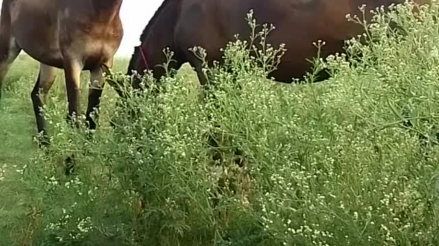 Horse friend