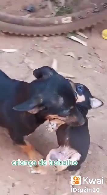 o cachorro leva o filho na boca