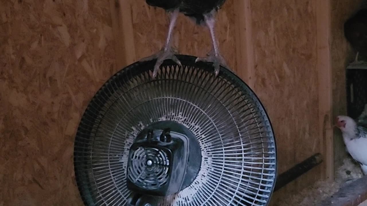 Turkey Takes a Ride on Fan