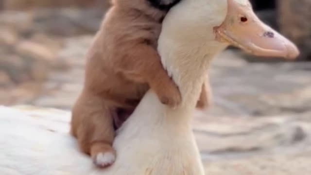 You are my everything ♥️ Best Friend Puppy and Duck 🐶🦆