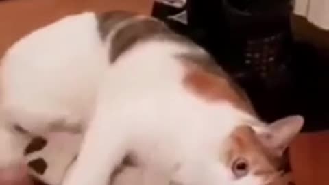 God save my horny cat 😂