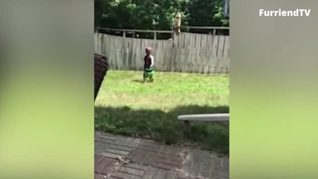 My Boy Playing with the Neighbor Dog