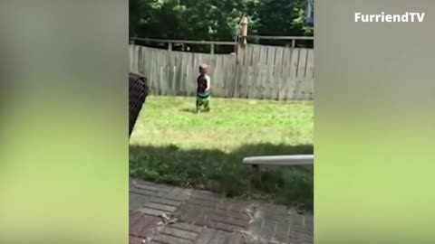 My Boy Playing with the Neighbor Dog