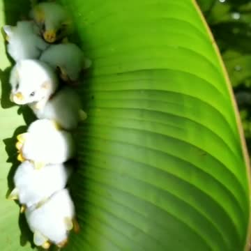 Cute and adorable Honduran white bats
