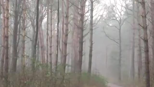 Here is the Sea of trees, the paradise of birds.