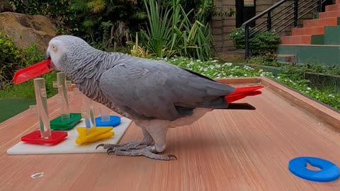 Parrot Stacks Items Based on Color and Shape
